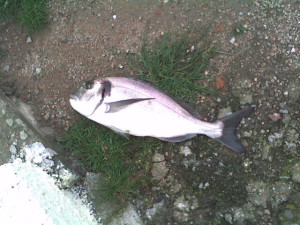 orata surfcasting