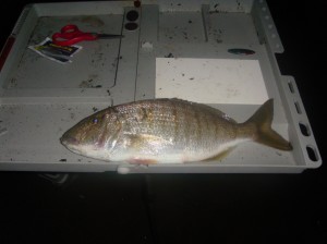 Pesca a fondo alle mormore dalla riva