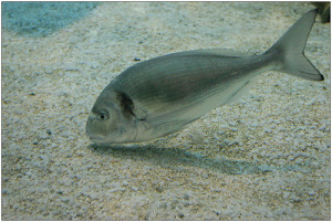 l'orata è un pesce insidiato da tutti gli appassionati di surfcasting