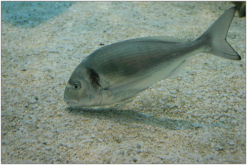 l'orata è un pesce insidiato da tutti gli appassionati di surfcasting