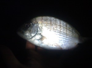 sarago pescato a surfcasting