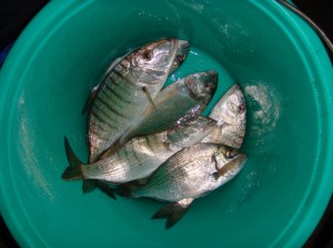 mormore e orate pescate a surfcasting