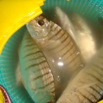 la pesca dalla riva è ottima per pescare le mormore