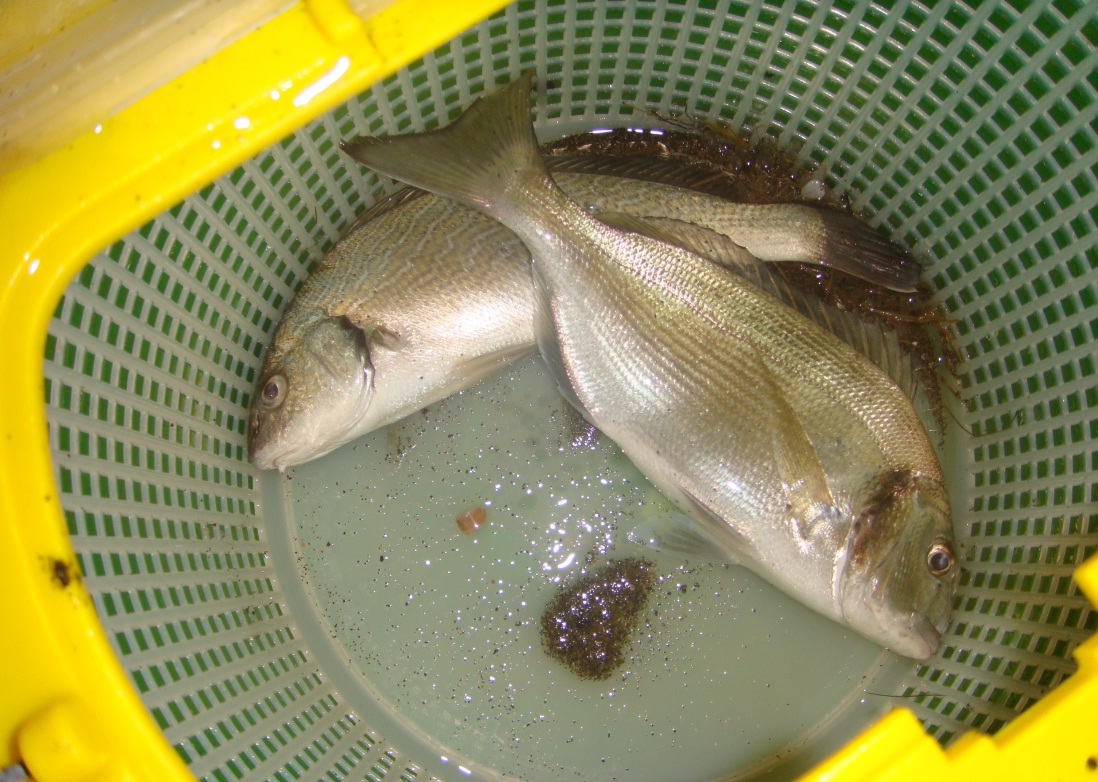 battuta di surfcasting alle murelle