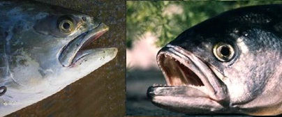 leccia e pesce serra a confronto. Tecnica surfcasting