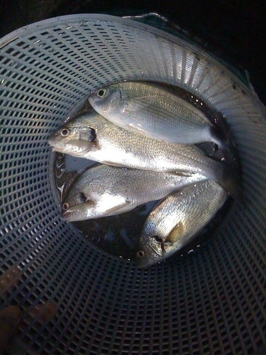 secchio con pesci tipici del surfcasting