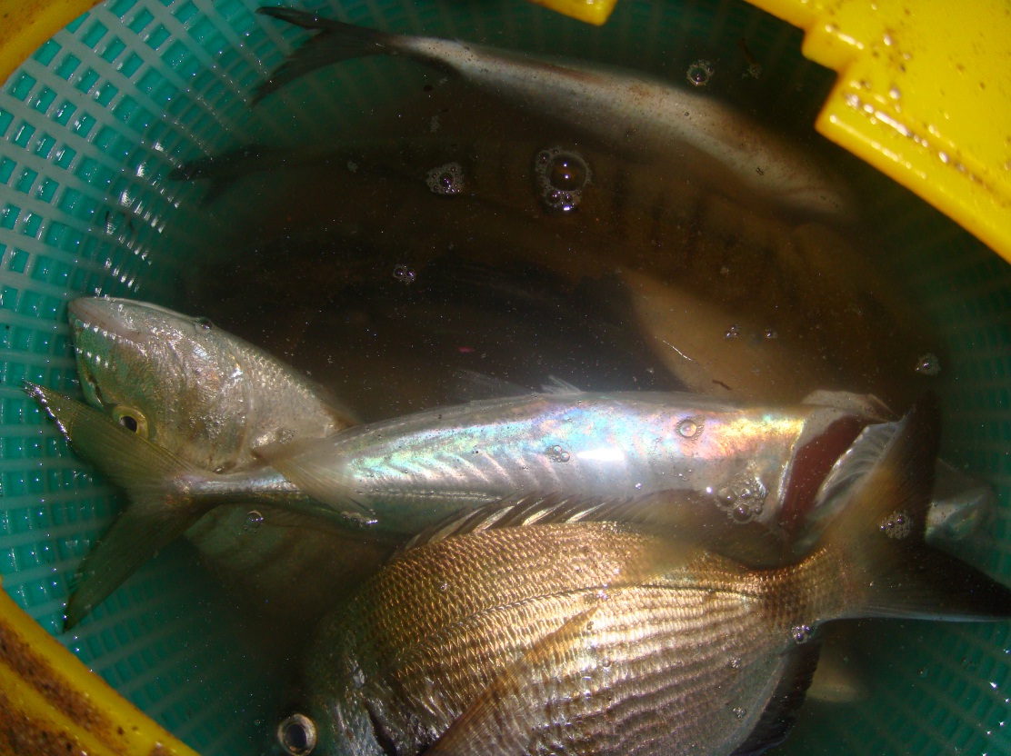 saraghi, mormore, sugheri pescati a surfcasting