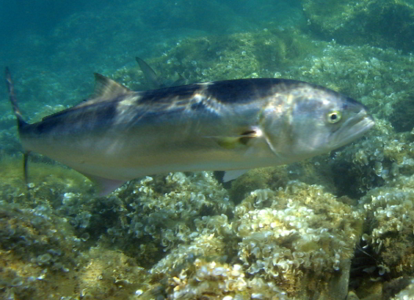 come pescare il pesce serra a surfcasting