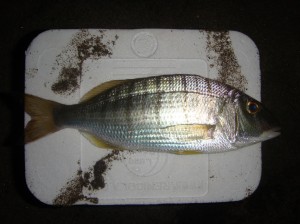 la mormora è una preda della pesca dalla riva