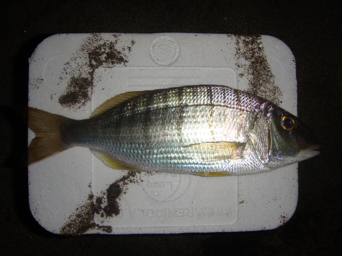 la mormora è una preda della pesca dalla riva