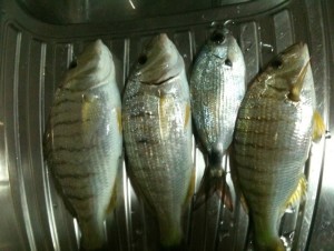 mormore pescate a surfcasting