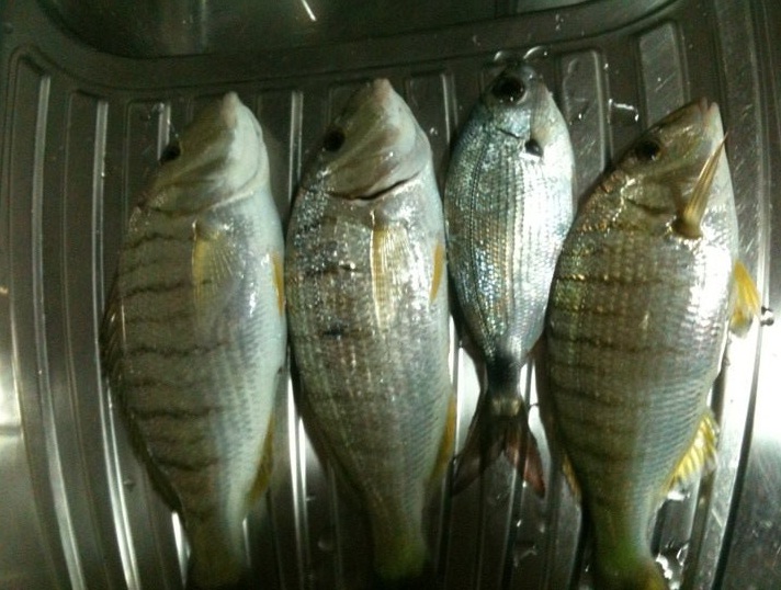 mormore pescate a surfcasting