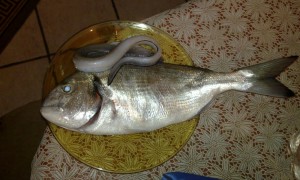 l'orata è un pese del surfcasting