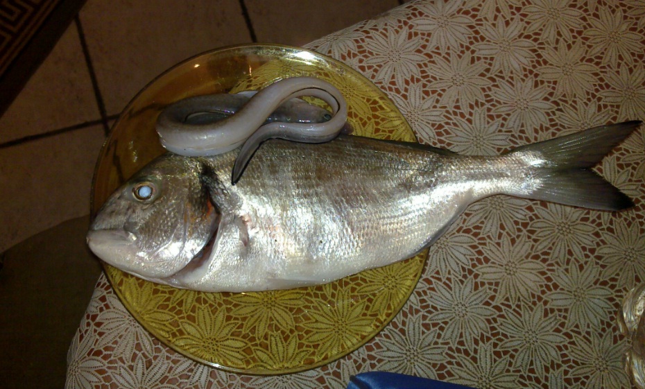 l'orata è un pese del surfcasting