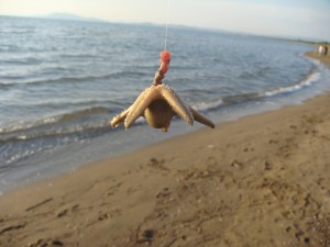 Quando abboccano le stelle marine vuol dire che non ci sono pesci da surfcasting