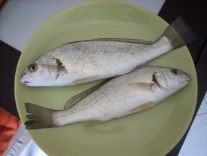 due ombrina a misura pescate a surfcasting