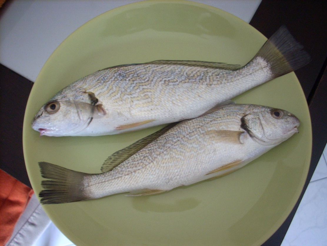 due ombrina a misura pescate a surfcasting