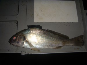 ombrina pescata a surfcasting