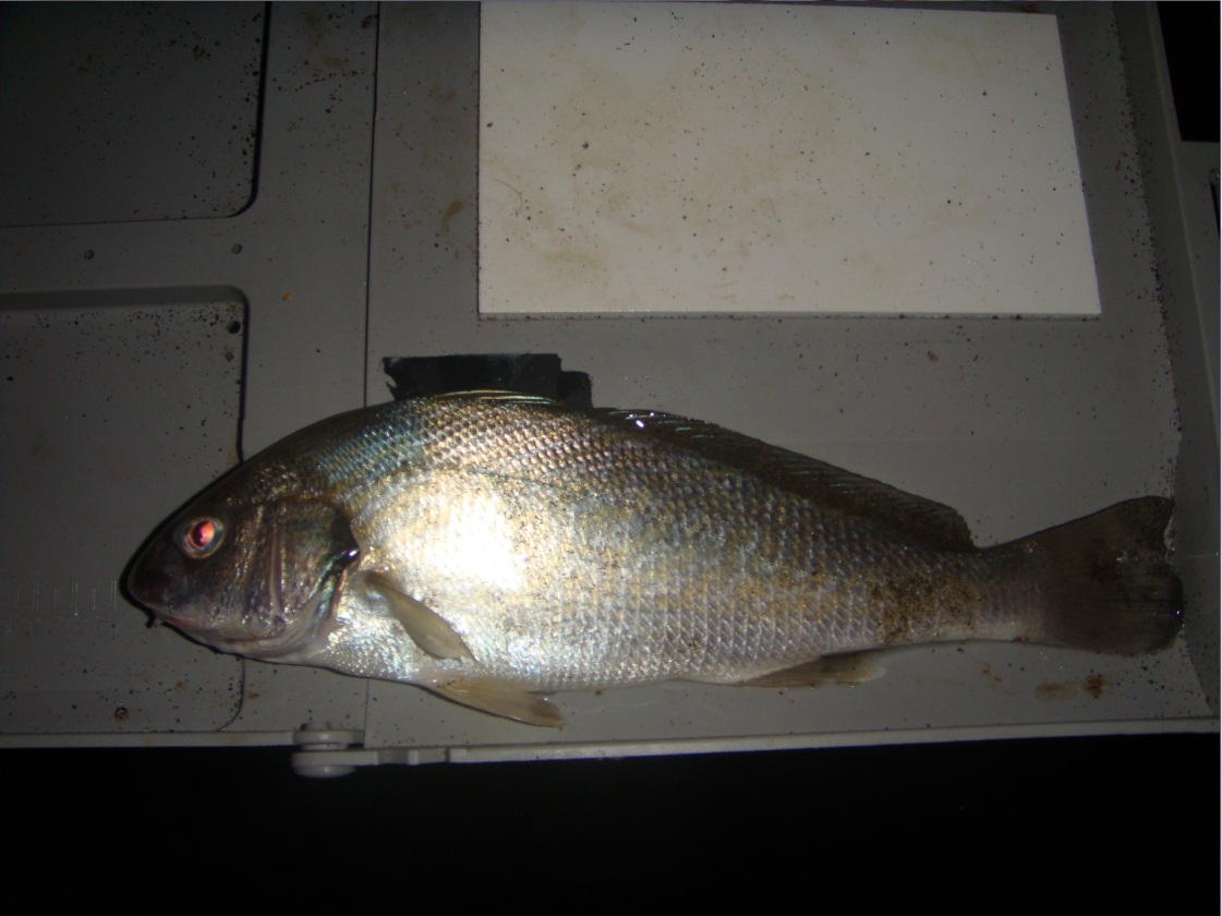 ombrina pescata a surfcasting