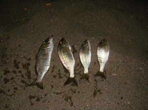 Mormore a surfcasting
