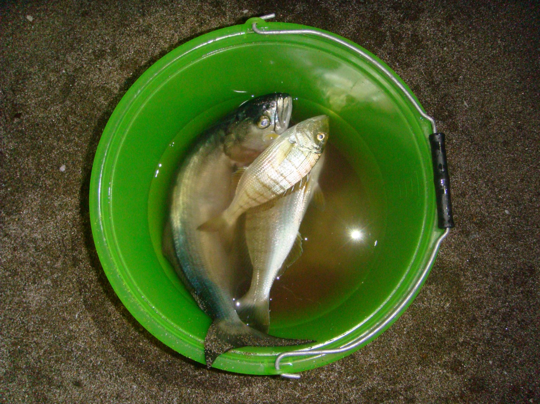 pesca a fondo ai pesci serra