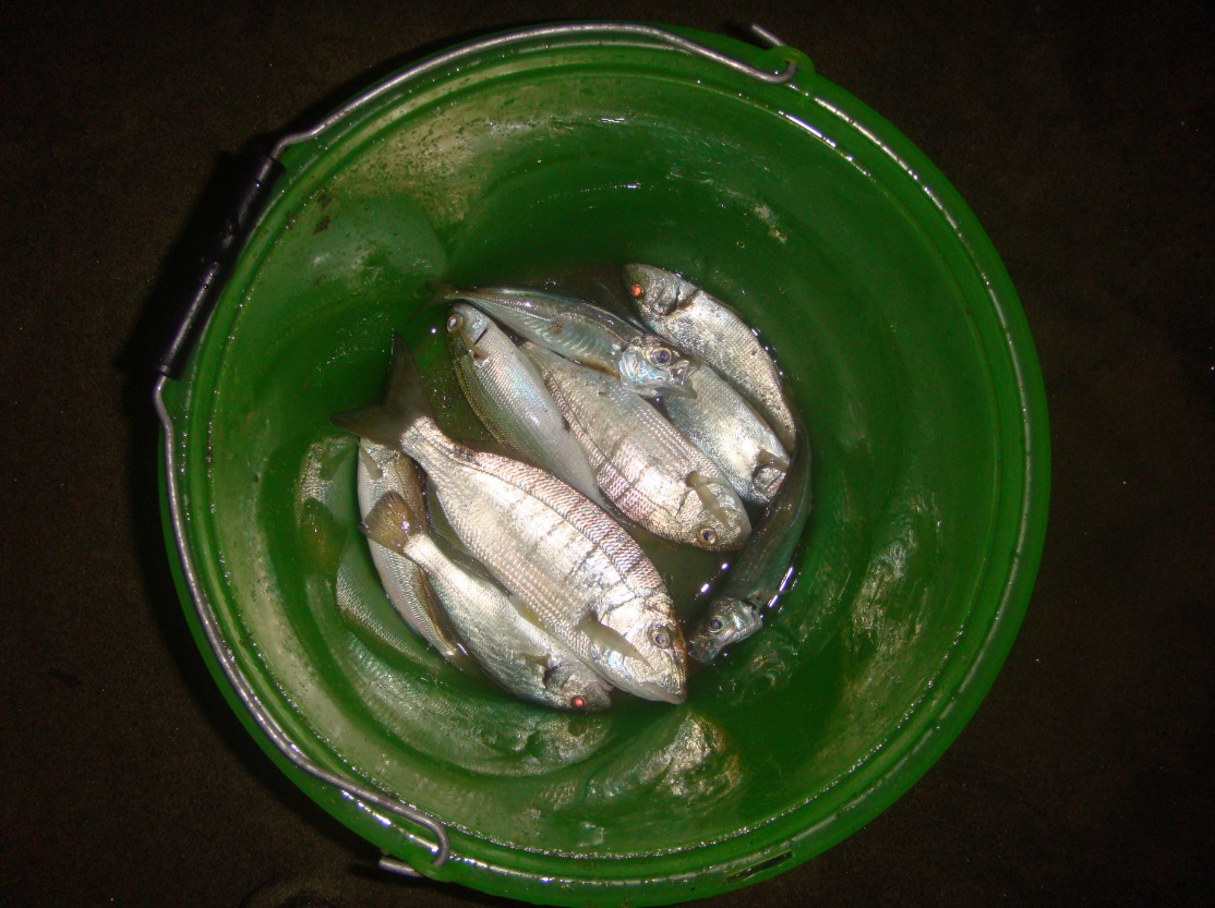 Pesce pescato con la tecnica del ledgering
