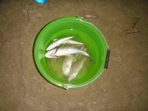 Pesce pescato a surfcasting sulla spiaggia di Terracina
