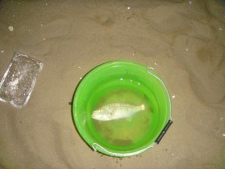 mormora pescata a surfcasting a Giannella