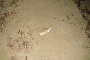 Mormora pescata a surfcasting con arenicola