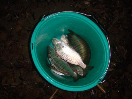 Secchio di mormore pescate a surfcasting alla Feniglia