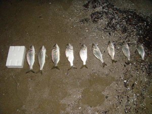 mormore a ledgering