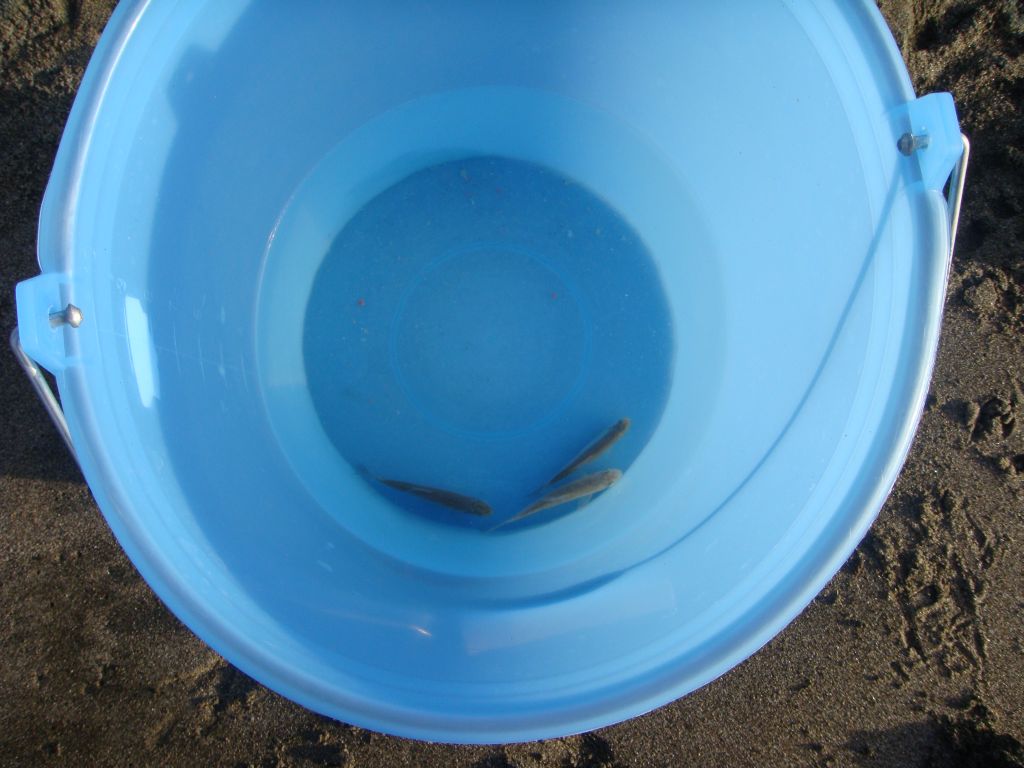 alborelle per innesco 