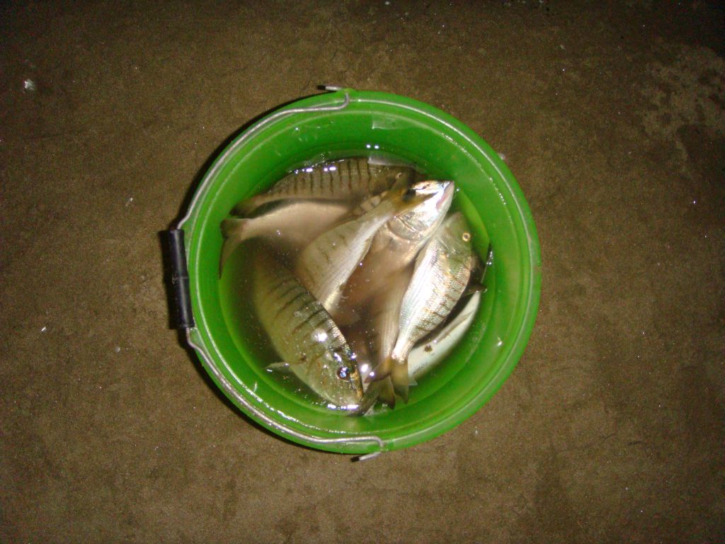 Mormore pescate in Feniglia