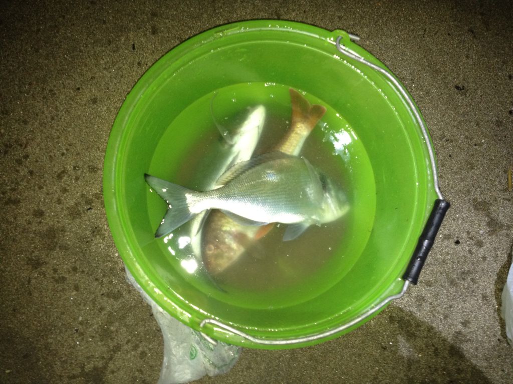 surfcasting orate