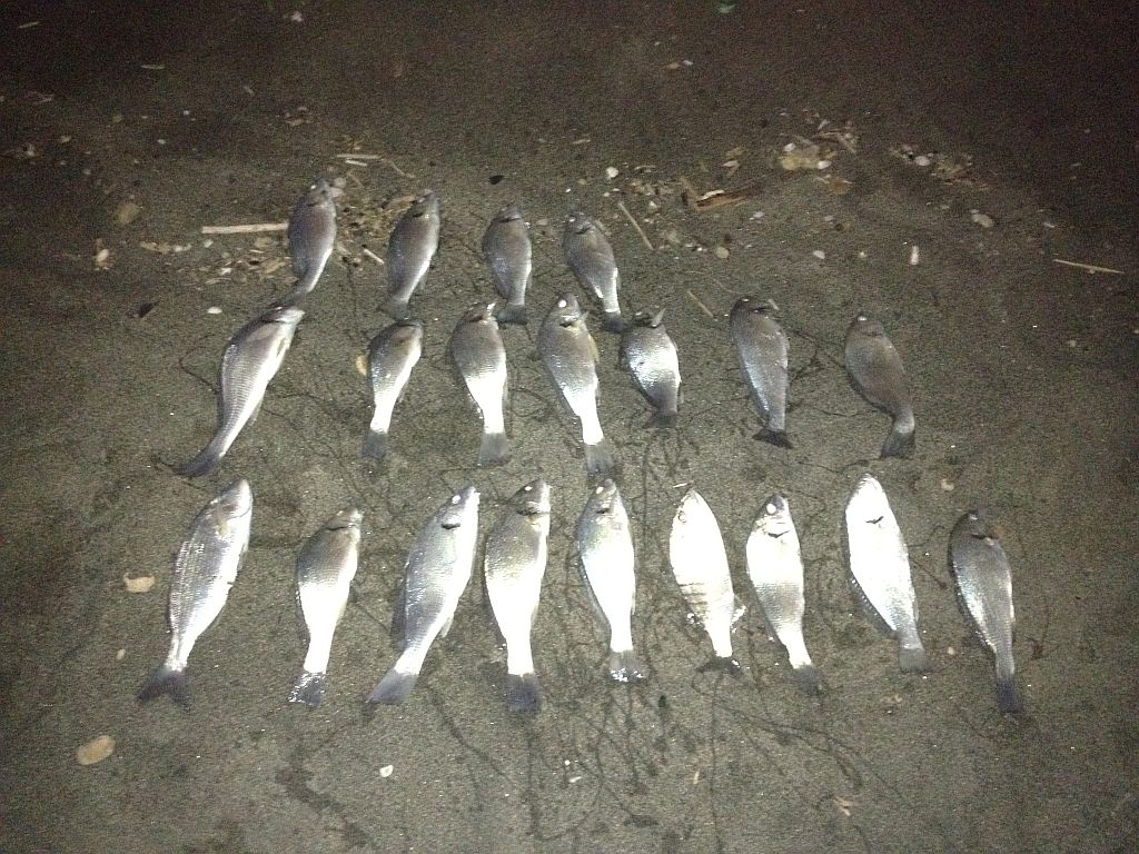 Carniere di ombrine prese a surfcasting