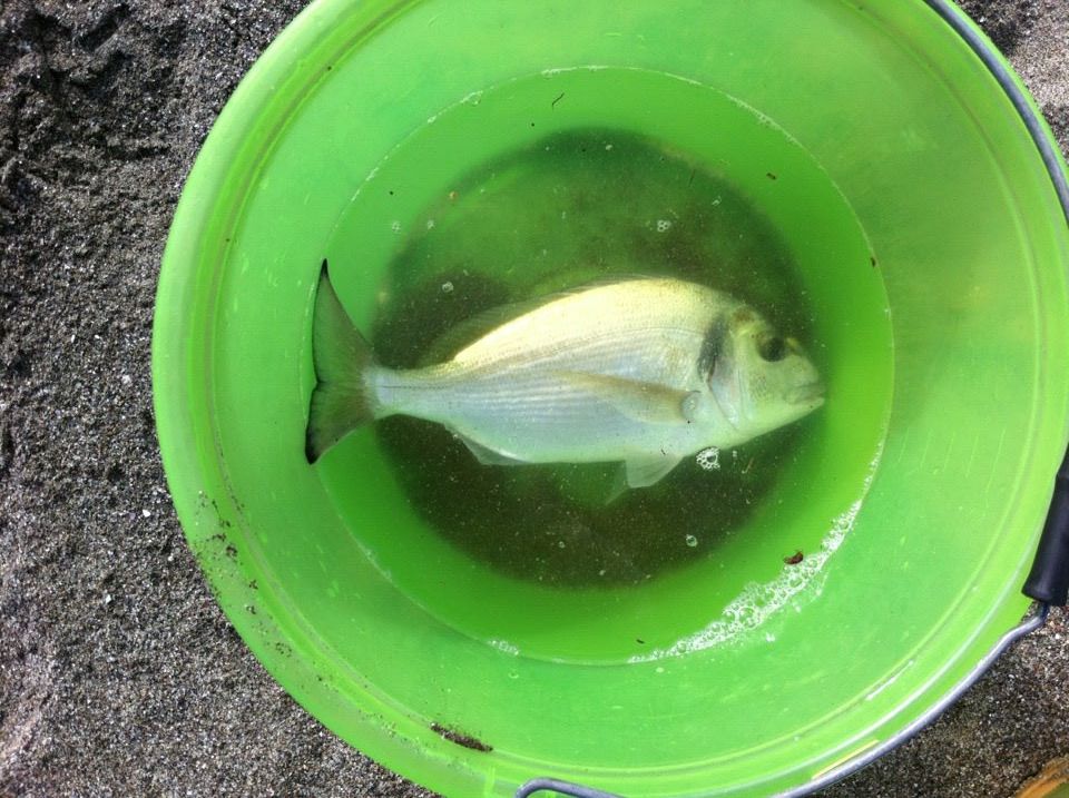 orata pescata da stefano a surfcasting