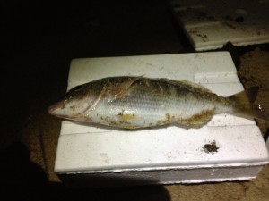 mormora pescata a surfcasting