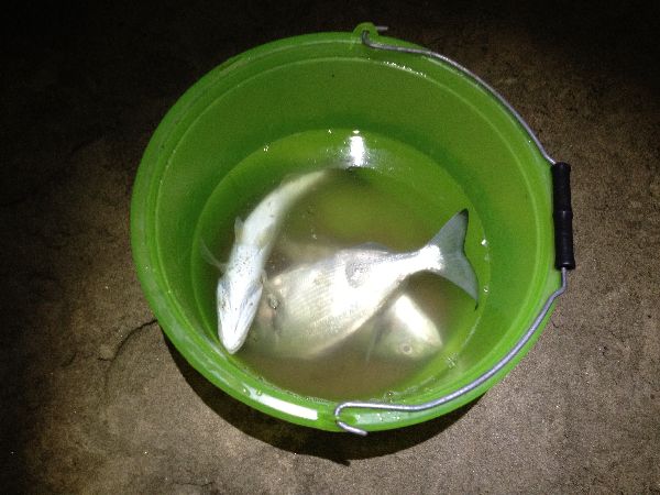 orate pescate a surfcasting 
