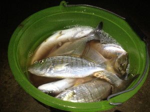 pesca alle mormore dalla spiaggia