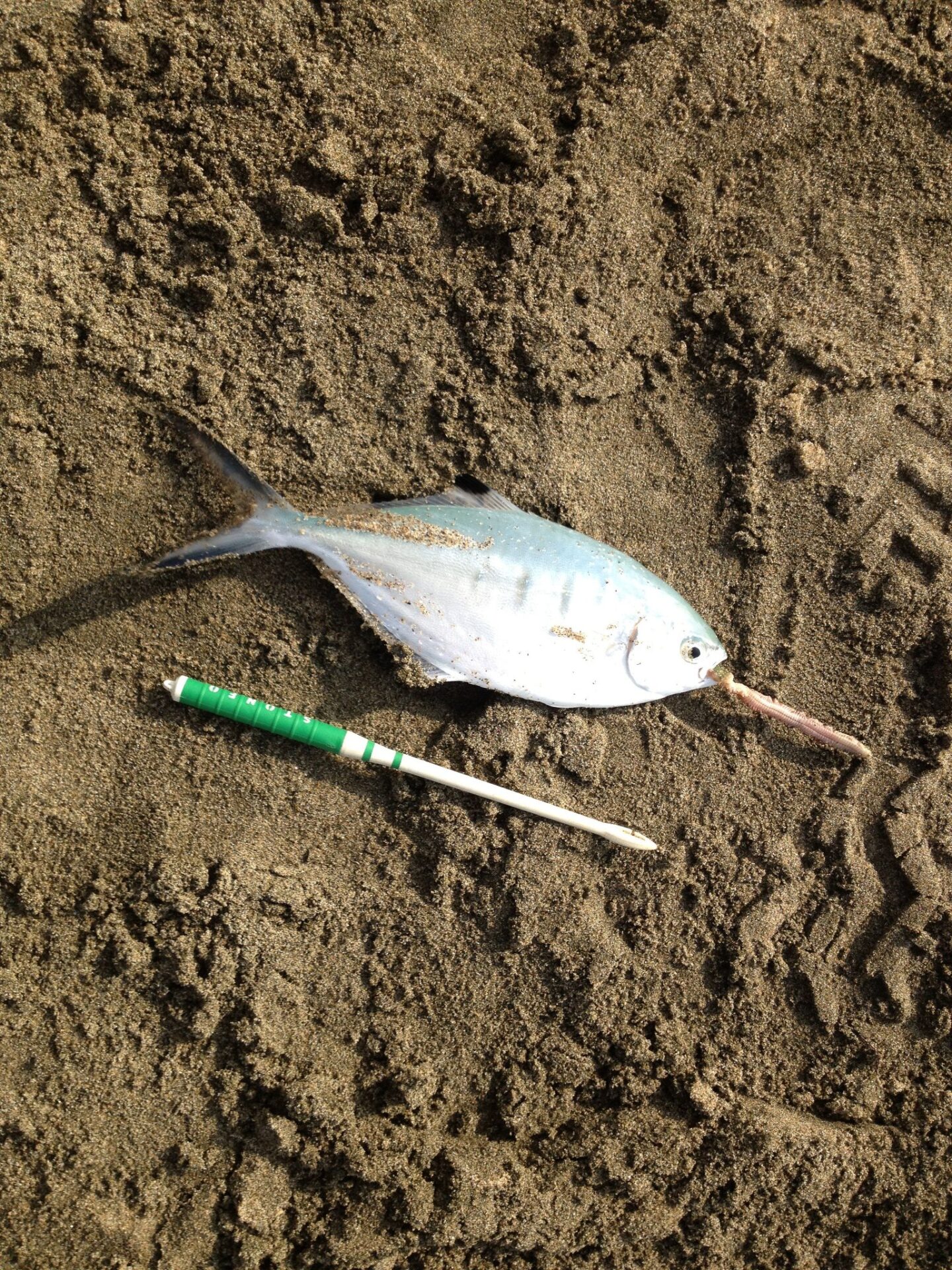 Leccia stella pescata a torre flavia