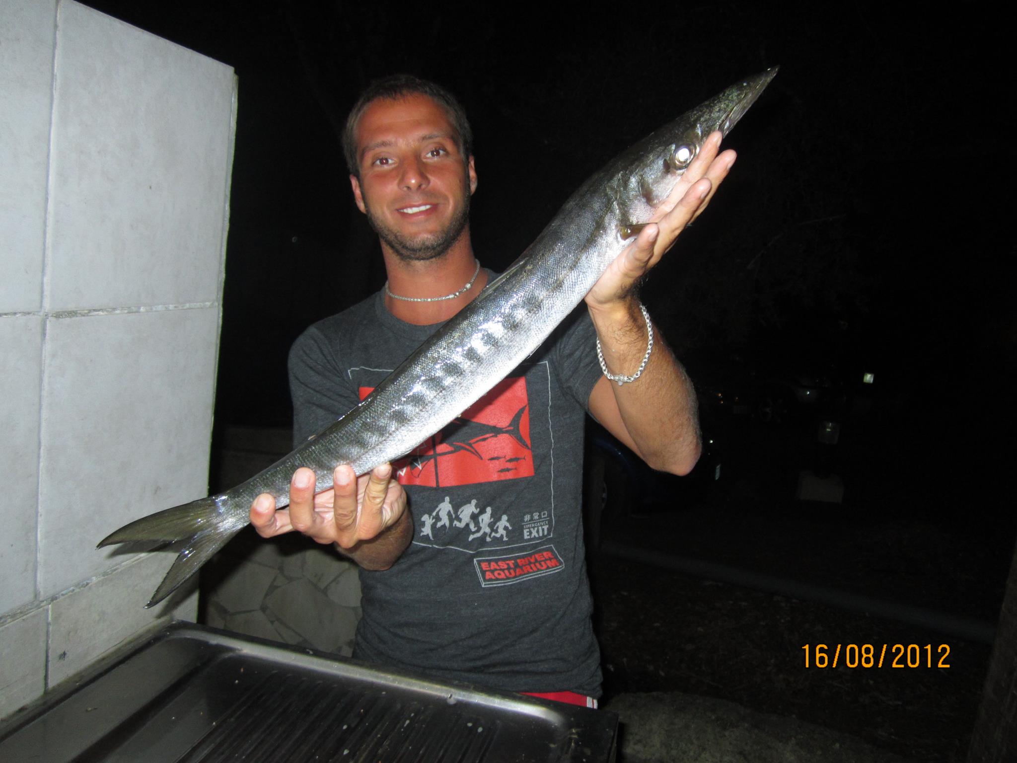 Barracuda catturato a surfcasting