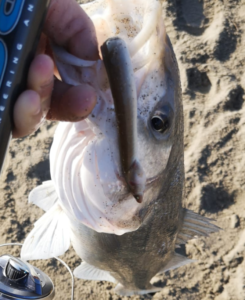 MONTATURA PER LA SPIGOLA SURFCASTING