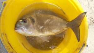 Pesca a fondo alle orate dalla riva