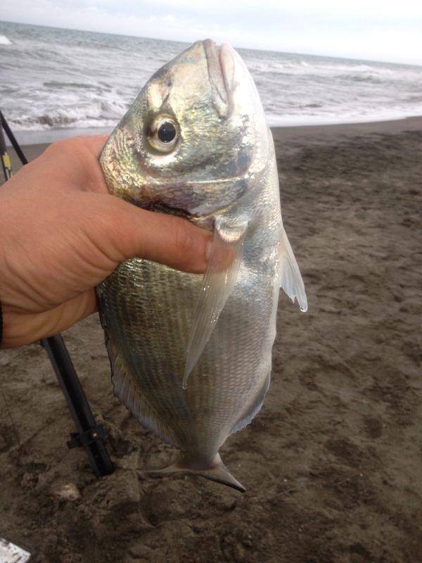 La pesca dalla spiaggia Surfcasting 
