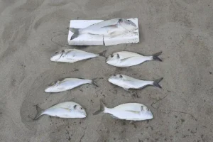 trucchi per pescare orate dalla spiaggia