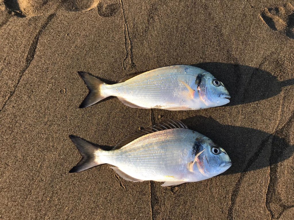 pesca a fondo all'orata all'alba