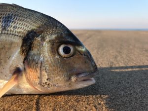 pesca a fondo all'orata alla alba