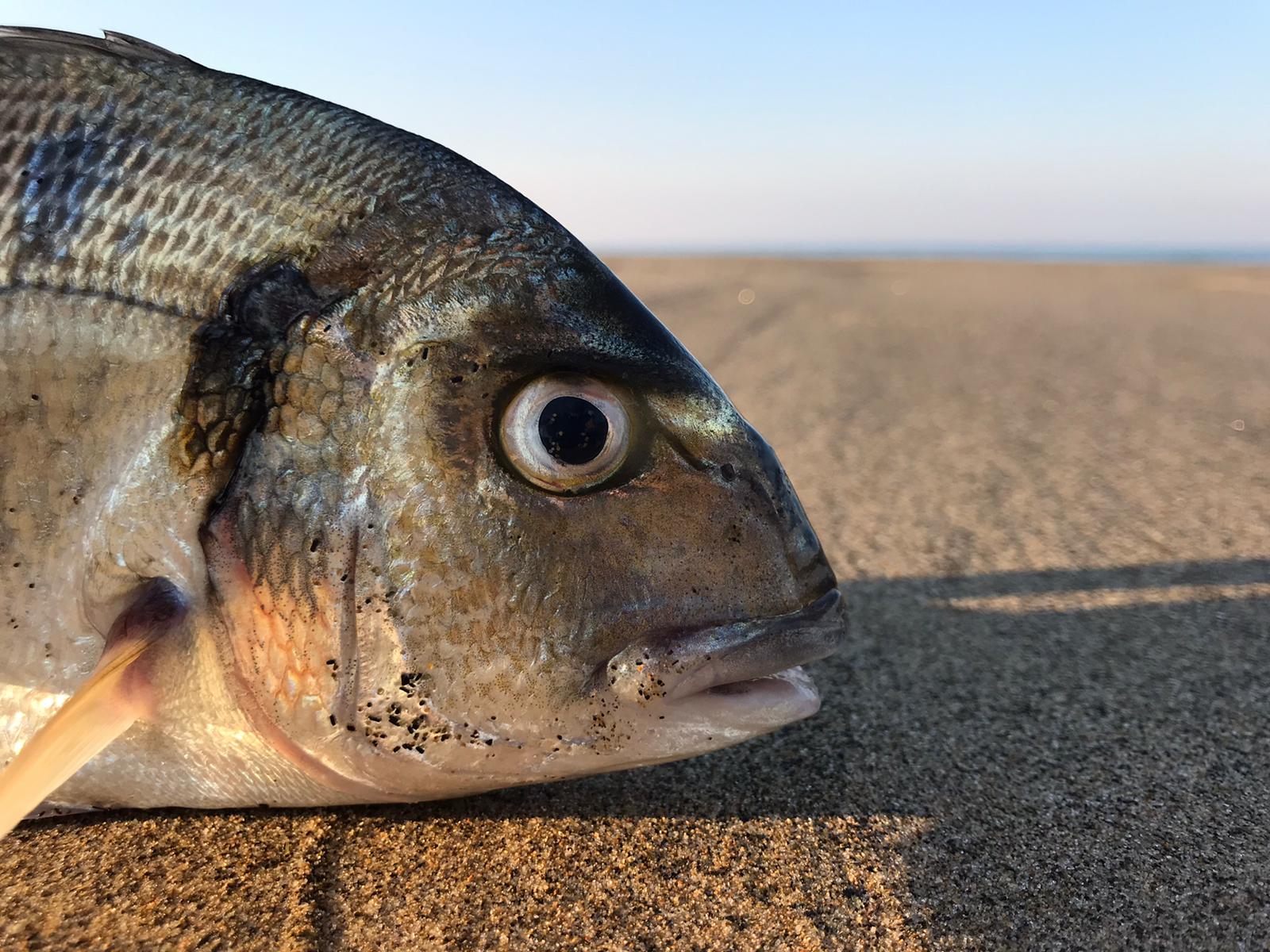 pesca a fondo all'orata alla alba