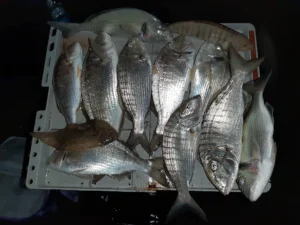 Pesca nel stotto riva a pescia romana