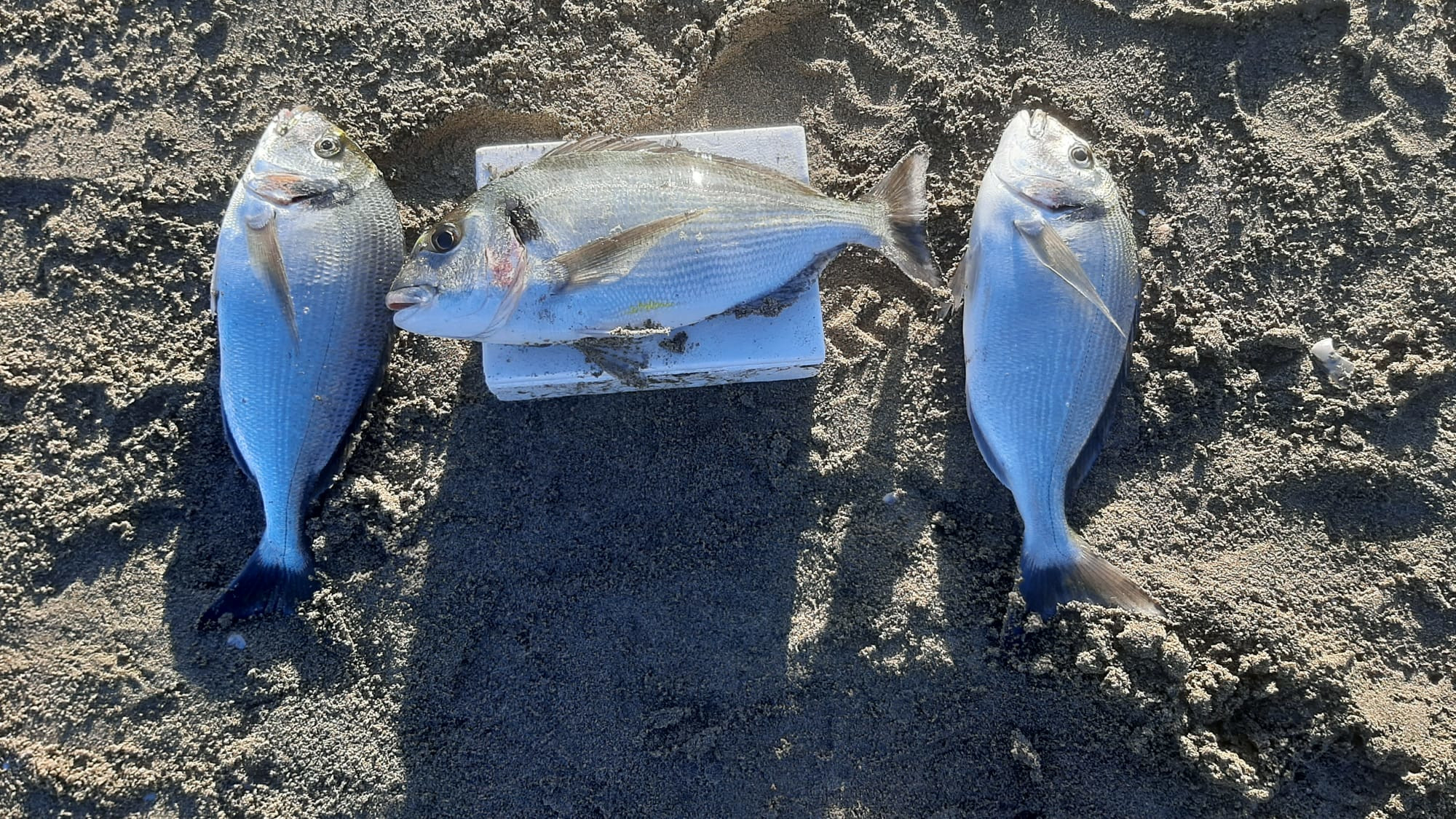 Orate all'alba - Surfcasting Blog